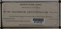Craterium leucocephalum var. leucocephalum image